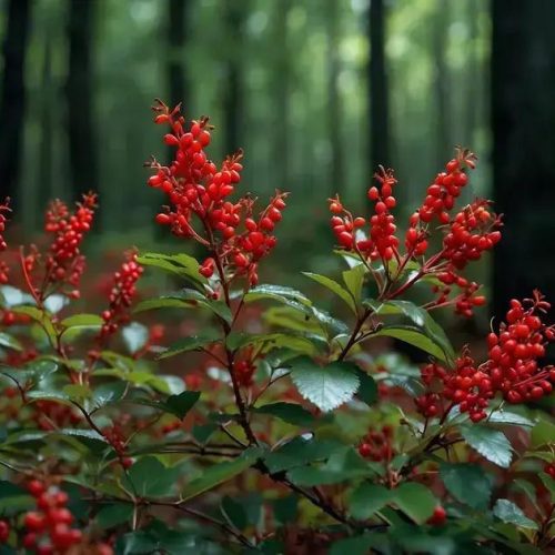 Barberry Invasiva: Como Ela Aumenta Populações de Carrapatos