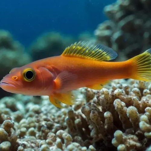 Descubra o Pygmy Goby: O Peixe com a Vida Mais Curta