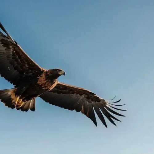 TIL: Águias de Cauda em Forma de Cunha Atacam Drones e Helicópteros